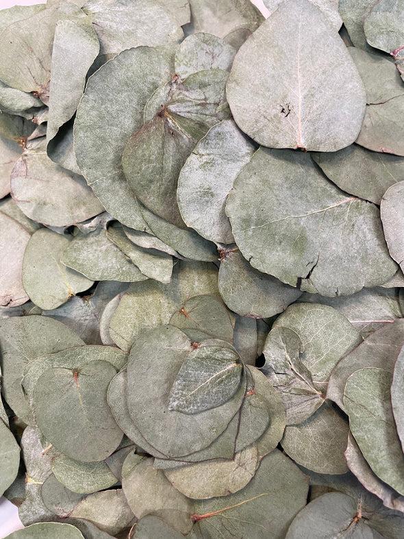 Eucalyptus  Confetti