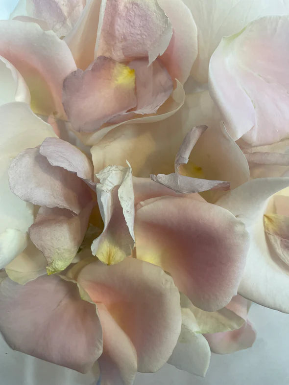 Pale Pink large Rose Petal Confetti